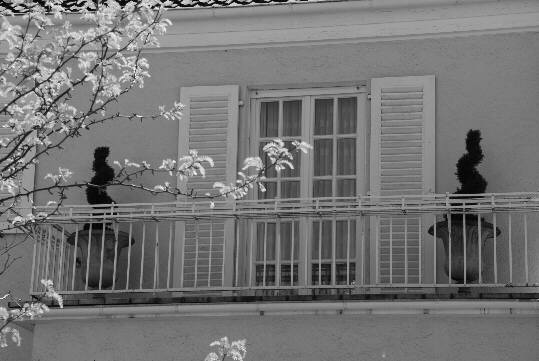 Two big terra-cotta jardinières with artificially pruned boxtrees on a roof terrace