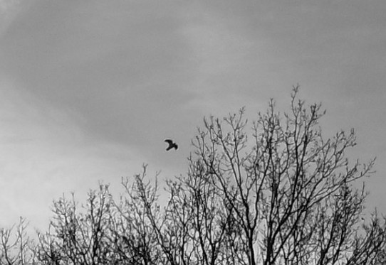 Vogel am Himmel