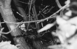 Taube in ihrem Nest