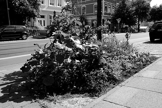 Auf diesem kleinen Grünstreifen in der Östlichen Vorstadt in Bremen befindet sich ein kleines Kunstwerk des Hobby-Gartenbaus.