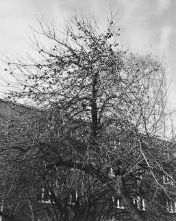 Apfelbaum an der Bismarckstr.