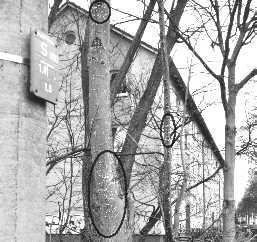 Linden an der Bismarckstr. / Bremen von der Wolligen Schildblattlaus befallen