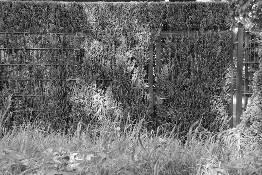 Eine Hecke ist in einen Zaun hineingewachsen.
