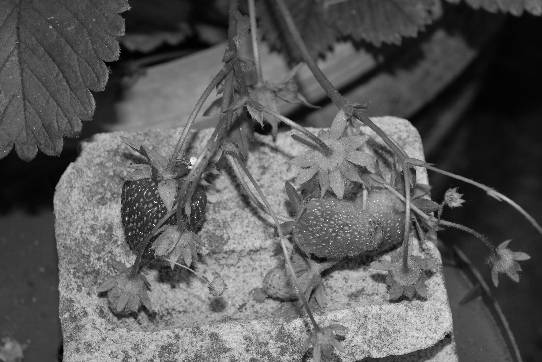 Strawberries, which grow in a clay pot
