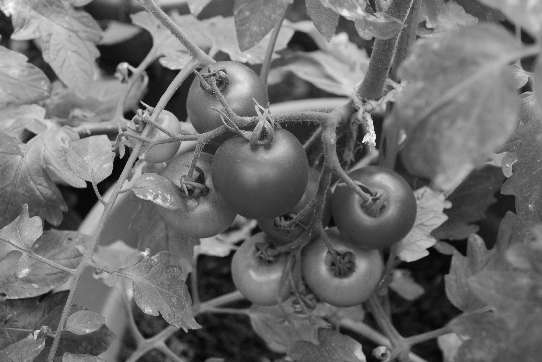 Tomaten, die im Topf wachsen