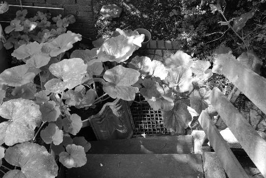 A pumpkin plant