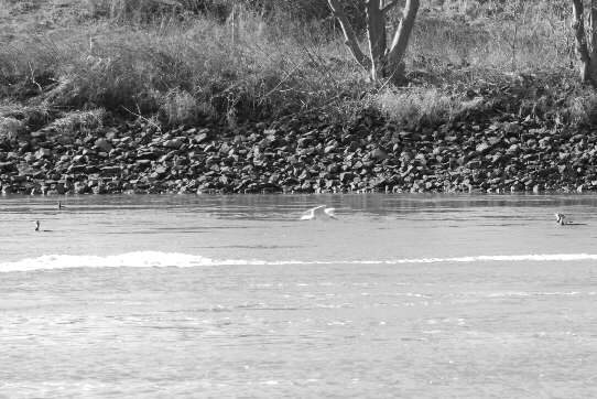 Seagulls and waterfowls close by the opposite bank