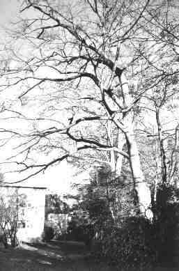 Ernst-Grohne-Weg: Alte Buchen und Eichen in den Hinterg&auml;rten der wei&szlig;en Villen