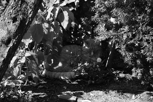 Krautzi in the shadow