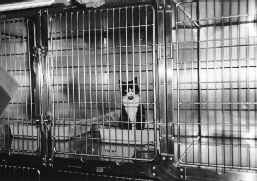 Katze in Quarant&auml;ne-Station des Tierheims