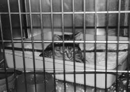 Katze in Quarant&auml;ne-Box
