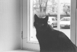 Pelle im Fenster