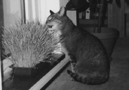 Paul frisst Katzengras